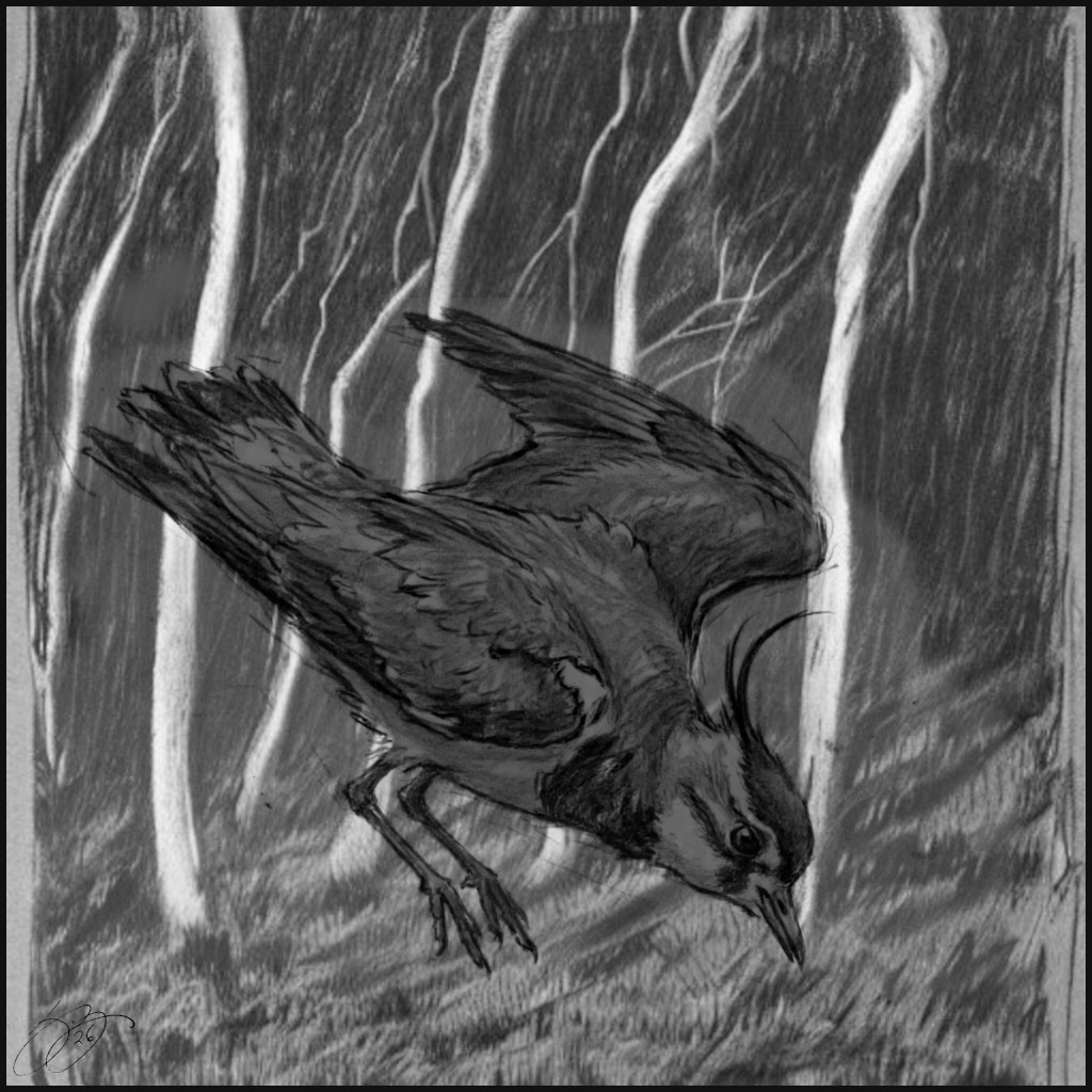 Peewhit — Bestiary of The Dark Peak