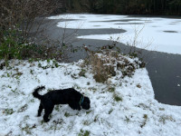 Snow on the Loxley pond