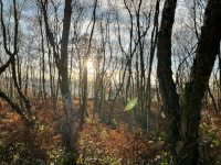 Sunshine through the woods on the Loxley side of the Wadsley and Loxley commons