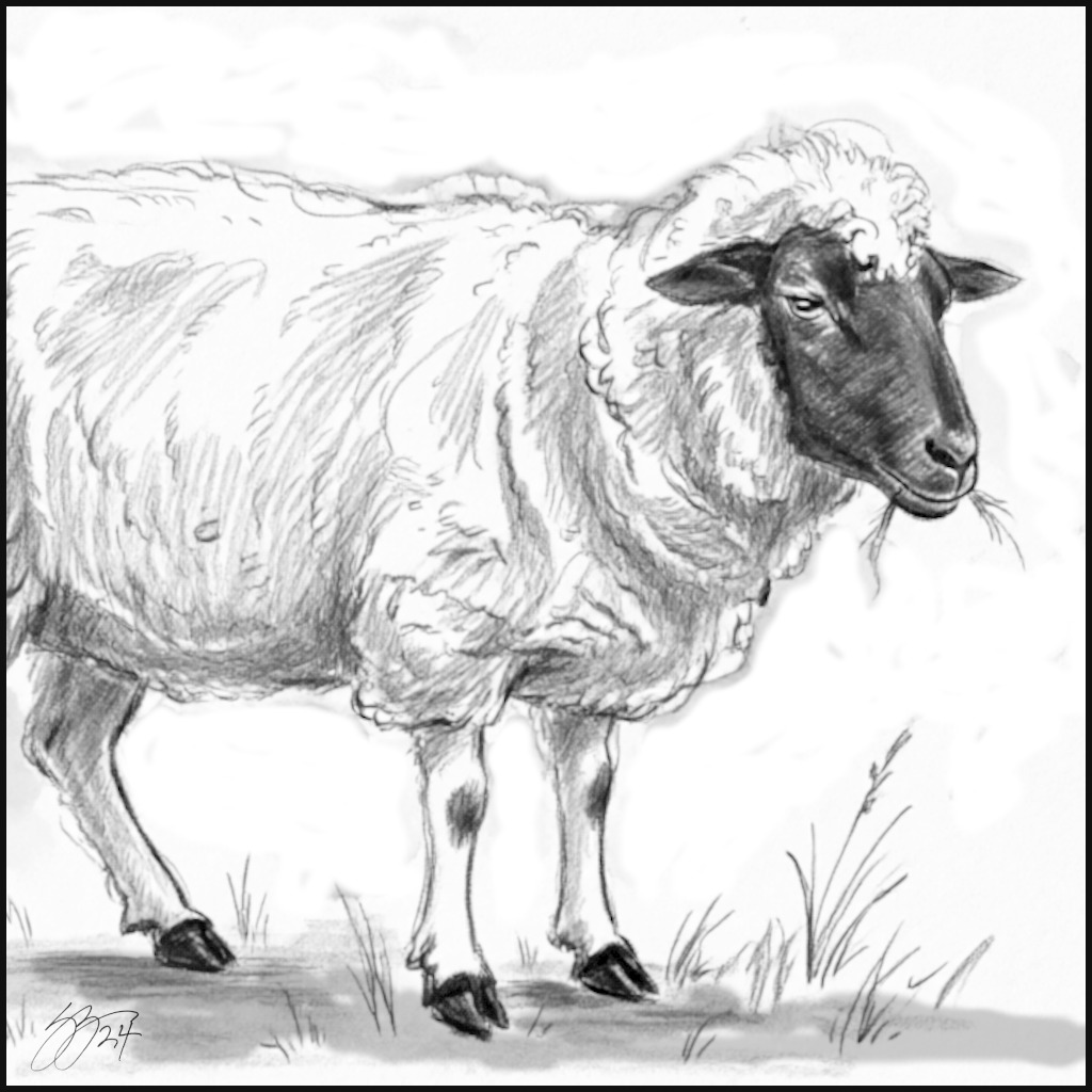 wooltard